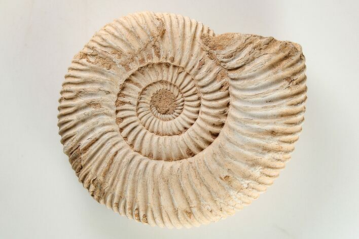 Jurassic Ammonite (Perisphinctes) Fossil - Madagascar #203943